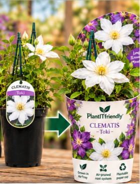 Clematis Toki plant shown in PlantItFriendly branded pot